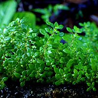22 Plantas do Jardim da Vovó 12 brilhantina