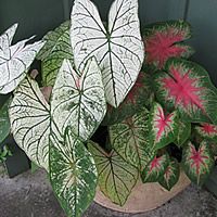 22 Plantas do Jardim da Vovó 14 caladio