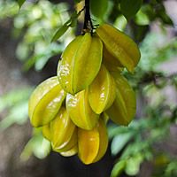 22 Plantas do Jardim da Vovó 19 carambola