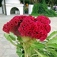 22 Plantas do Jardim da Vovó 13 celosia