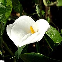 22 Plantas do Jardim da Vovó 11 copo de leite