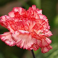 22 Plantas do Jardim da Vovó 10 cravo