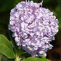 22 Plantas do Jardim da Vovó 6 hortensia
