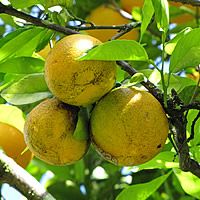 22 Plantas do Jardim da Vovó 20 laranja