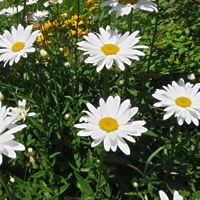 22 Plantas do Jardim da Vovó 1 margarida