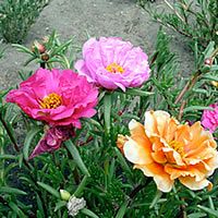22 Plantas do Jardim da Vovó 5 onze horas