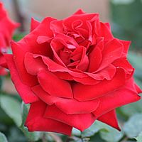 22 Plantas do Jardim da Vovó 8 rosa
