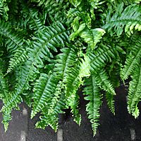 22 Plantas do Jardim da Vovó 18 samabaia