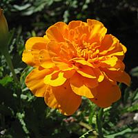 22 Plantas do Jardim da Vovó 3 tagetes