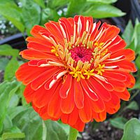 22 Plantas do Jardim da Vovó 15 zinia