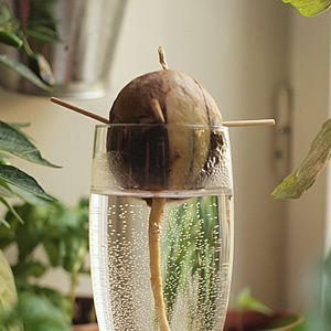 18 Vegetais que você pode fazer crescer de novo! 12 abacate