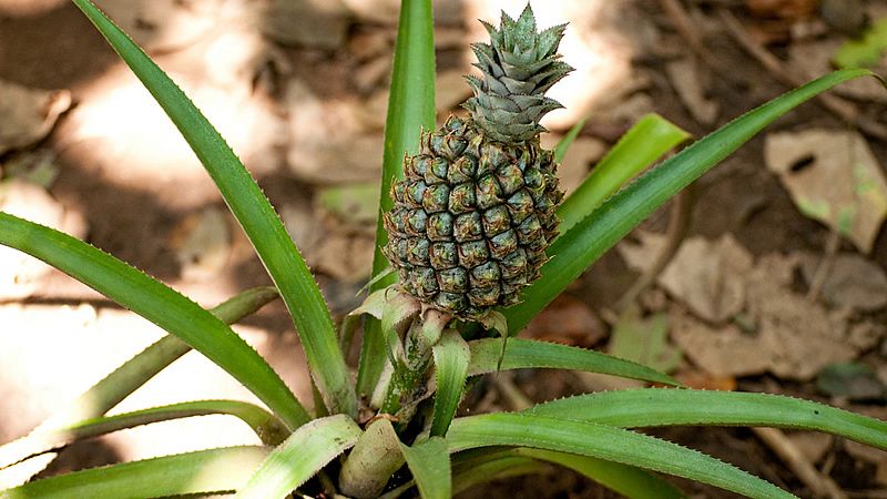 18 Vegetais que você pode fazer crescer de novo! 9