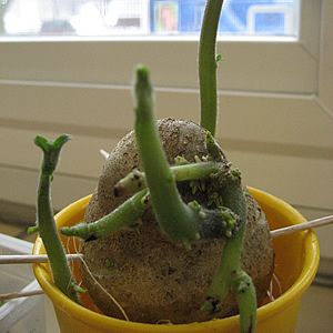 18 Vegetais que você pode fazer crescer de novo! 4 batata