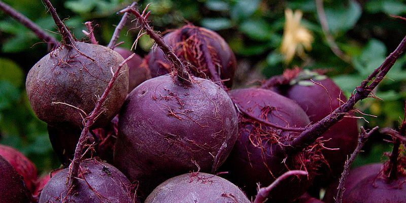 18 Vegetais que você pode fazer crescer de novo! 7 beterraba