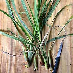 18 Vegetais que você pode fazer crescer de novo! 17 capim limao