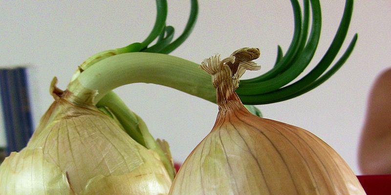 18 Vegetais que você pode fazer crescer de novo! 5 cebola