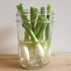 18 Vegetais que você pode fazer crescer de novo! 1 cebolinha