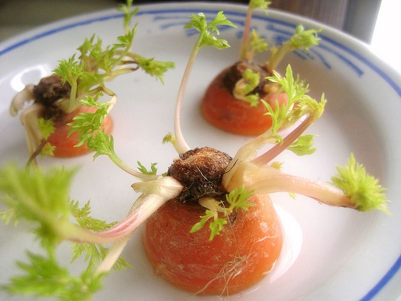 18 Vegetais que você pode fazer crescer de novo! 3 cenouras