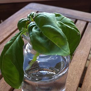 18 Vegetais que você pode fazer crescer de novo! 15 manjericao