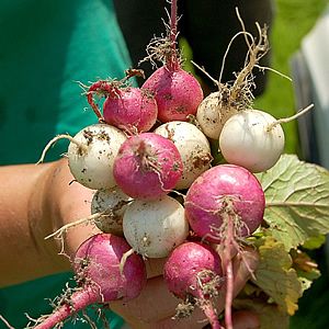 18 Vegetais que você pode fazer crescer de novo! 10 nabos