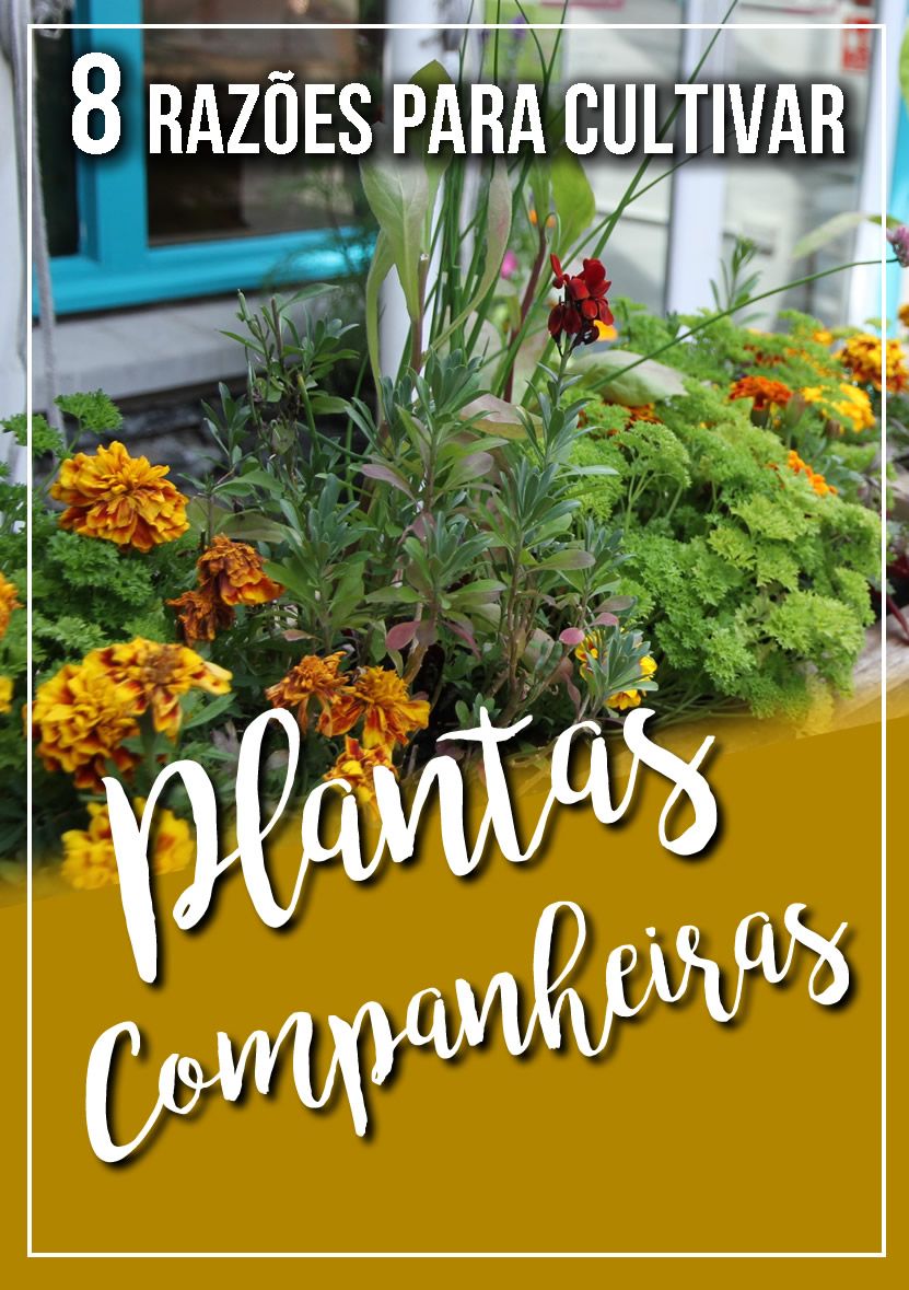 8 Razões para cultivar Plantas Companheiras 6 plantas companheiras pin