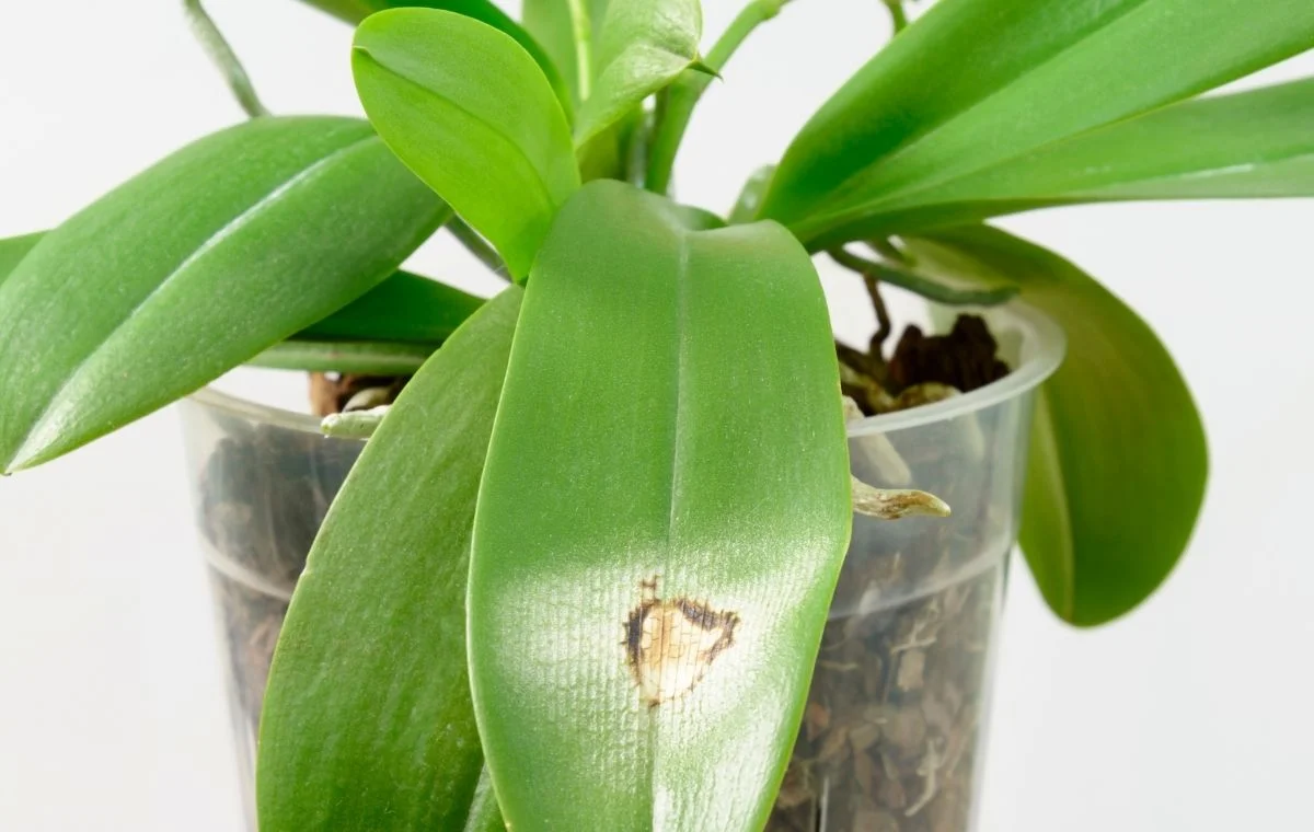 queimadura solar em orquidea queimadura solar em orquídea