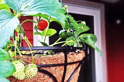 Como fazer uma horta em pequenos espaços urbanos 6 morango