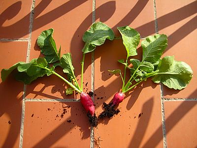 Como fazer uma horta em pequenos espaços urbanos 4 rabanete