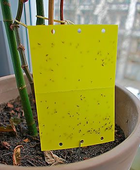 Moscas-dos-fungos - Fungus Gnats 3 496px Gelbsticker mit Trauermücken