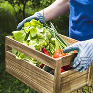 As 1001 noites, a Quarentena e a Jardinagem Caseira 4 340717 PA7TqaCR 762