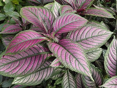 Escudo-persa - Strobilanthes dyeriana 2 escudo strobilanthes 1