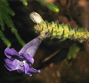 Escudo-persa - Strobilanthes dyeriana 1 flor escudopersa