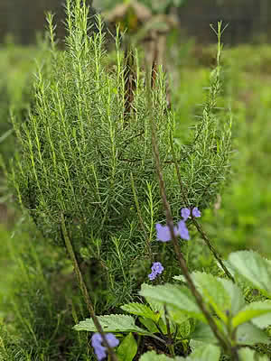 Os Jardins Biodiversos 3 alecrim e gervão plantas medicinais
