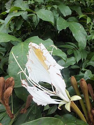 Camoensia - Camoensia scandens 1 12191066593 86ae520571 b