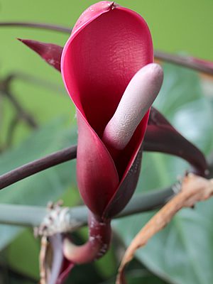 Filodendro-roxo - Philodendron erubescens 3 Philodendron erubescens2