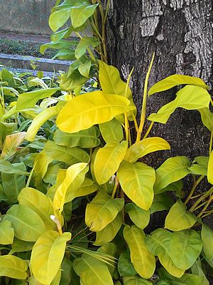 Filodendro-roxo - Philodendron erubescens 1 Philodendron erubescens4