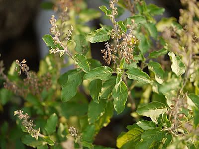 tulsi