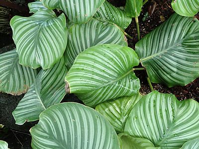 Caetê-redondo - Goeppertia orbifolia 1 Calathea orbifolia 2