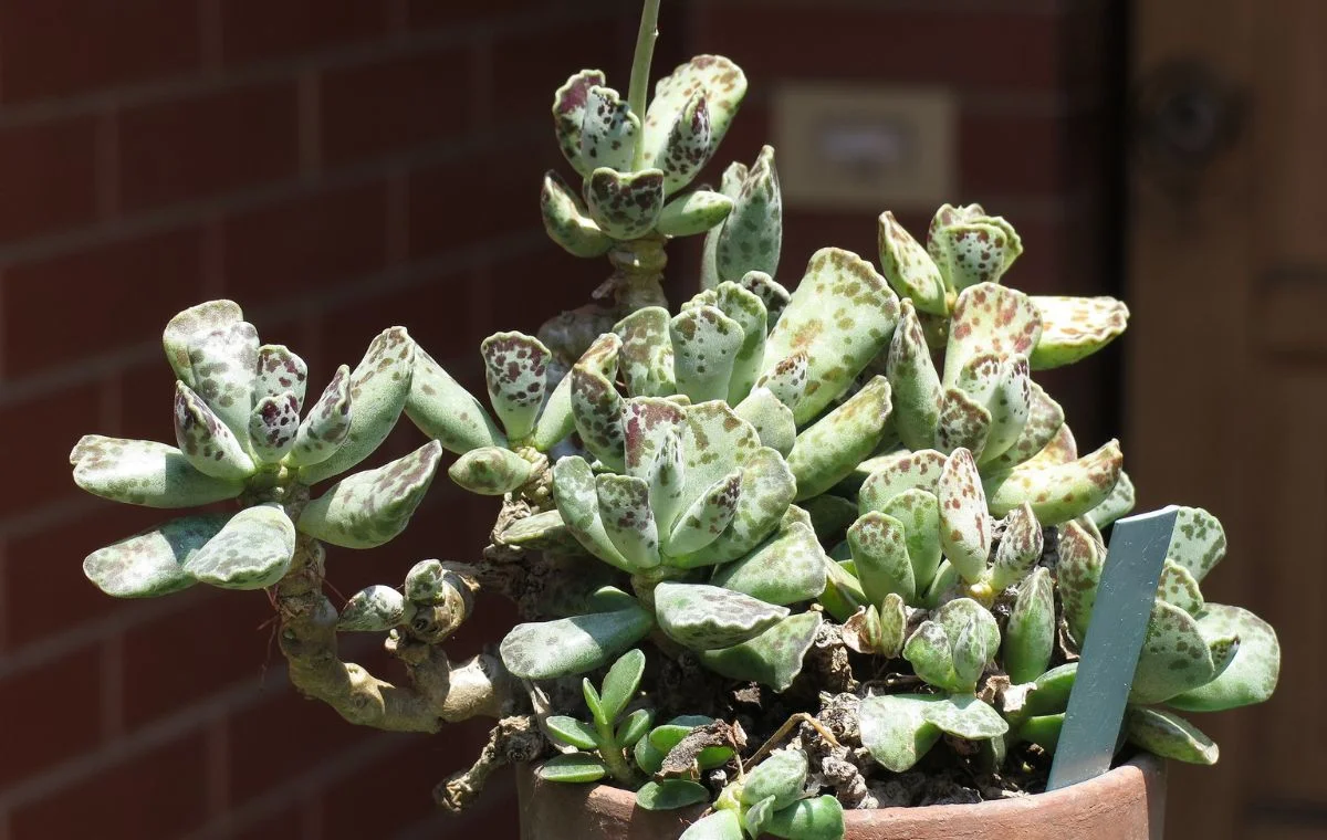 Pata-de-tartaruga – Adromischus cooperi 3 Adromischus cooperi