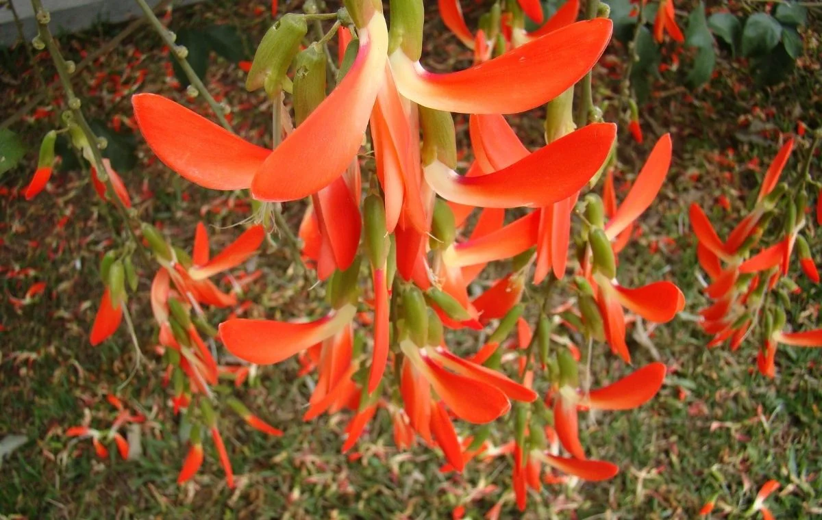 Cipó-tapiá – Cratylia spectabilis 2 Cratylia spectabilis, Camptosema grandiflorum, Cipó tapiá