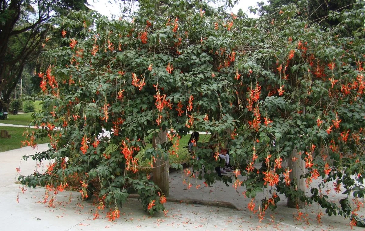 Cipó-tapiá – Cratylia spectabilis 1 Cratylia spectabilis, Camptosema grandiflorum