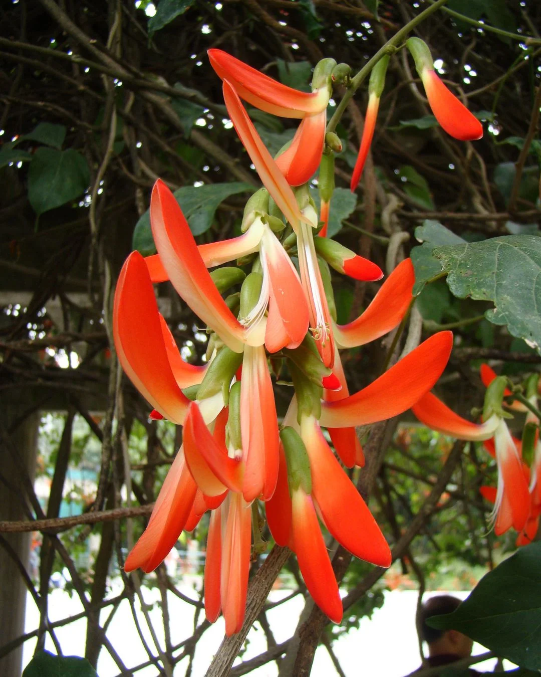 Cratylia spectabilis, Camptosema grandiflorum, Cipó tapiá