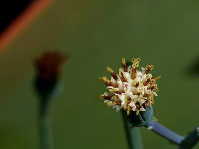 Senécio-azul – Curio repens 1 Curio repens