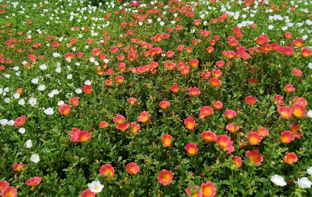 Beldroega – Portulaca oleracea 3 Beldroega - Portulaca oleracea