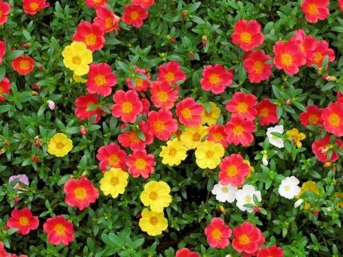Beldroega – Portulaca oleracea 2