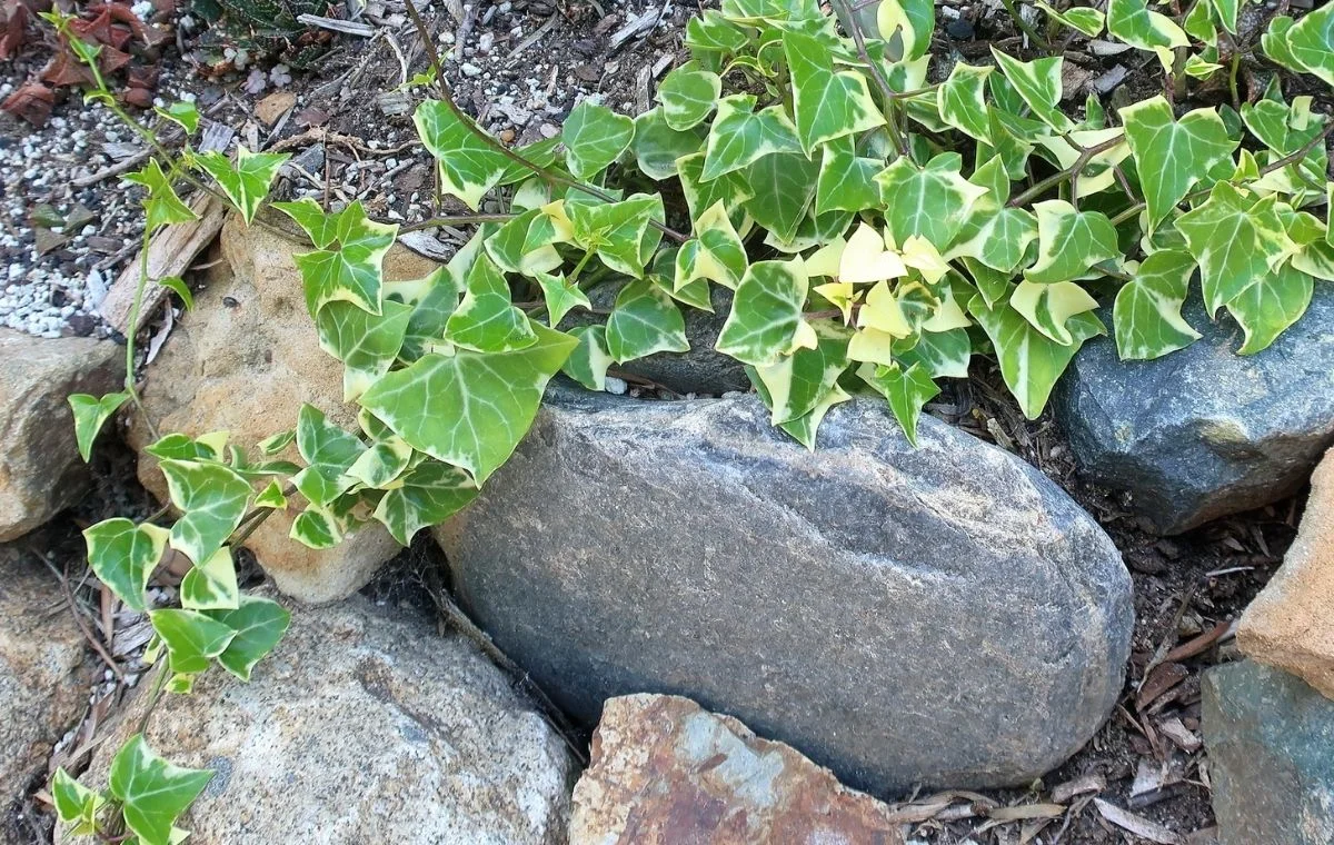 Hera-do-cabo – Senecio macroglossus 1 A beleza da Hera-do-cabo variegada.