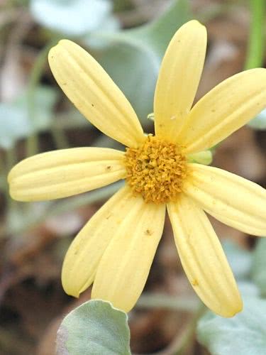 Hera-do-cabo – Senecio macroglossus 2 Senecio macroglossus flor