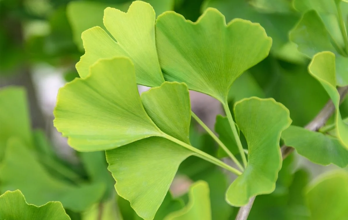 Ginkgo – Ginkgo biloba 4 Ginkgo biloba