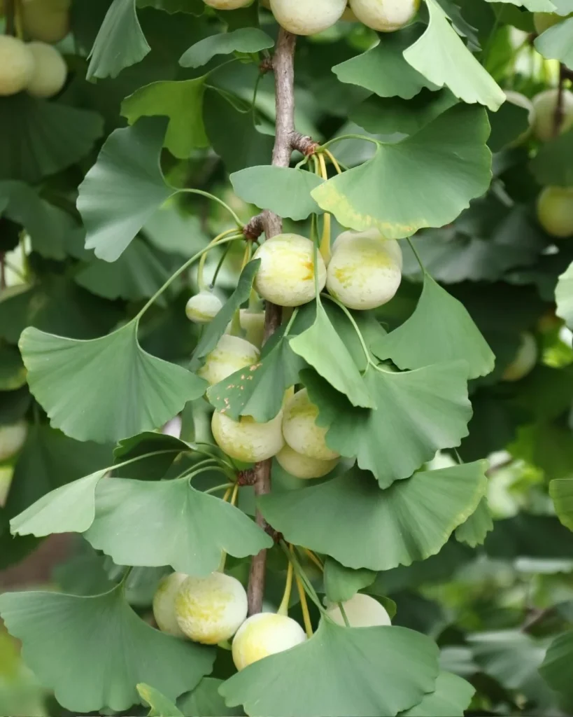 Ginkgo biloba