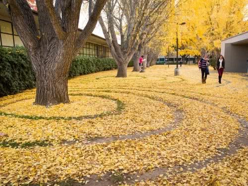 Ginkgo – Ginkgo biloba 3 ginkgo tapete